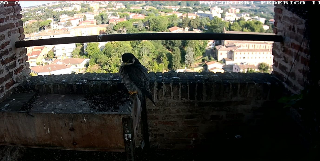 Jesi - Webcam sul nido dei falchi di Federico II: un connubio tra natura e storia